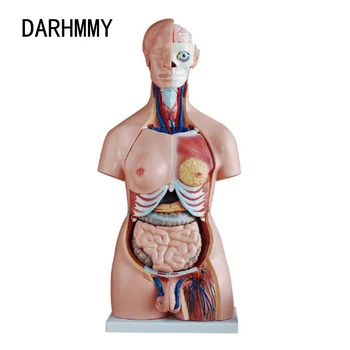 DARHMMY Ľudské Torzo Tela Model 85 CM Unisex Trupu 40 Častí Anatómie Anatomické Lekárske Model Vnútorných Orgánov Pre Vyučovanie