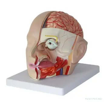 M17F Anatomické Mozgovej Tepny Anatómia Ľudskej Hlavy Mozgovej Tepny Model
