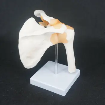 PVC v životnej Veľkosti Ramenného Kĺbu, Anatomický Model Kostry Človeka Lekárske Anatómie Na Lekárskej Štúdie