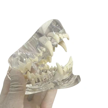 Transparentné Psie Zuby Anatomický Model Zvierat Ústne Zub Čeľuste Pre Veterinárne Vzdelávací Nástroj Jednoduché Použitie