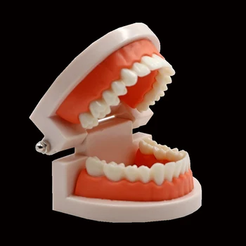 Zubné Model Praxi Typodont Zuby Model Pre Zubný Technik Prípravy Guma Zuby, Čeľuste Modely Zubár Štúdium Vyučovanie Produkt